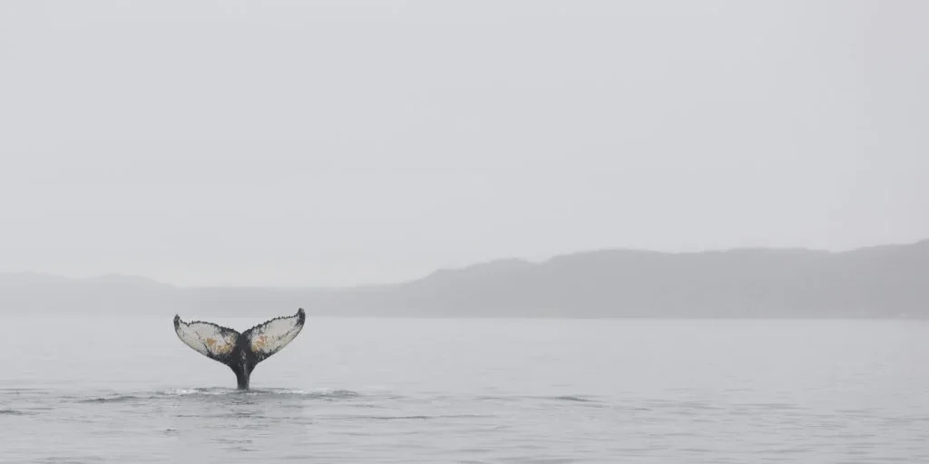humpback-whale-fluke-5T46PEH-1024×683
