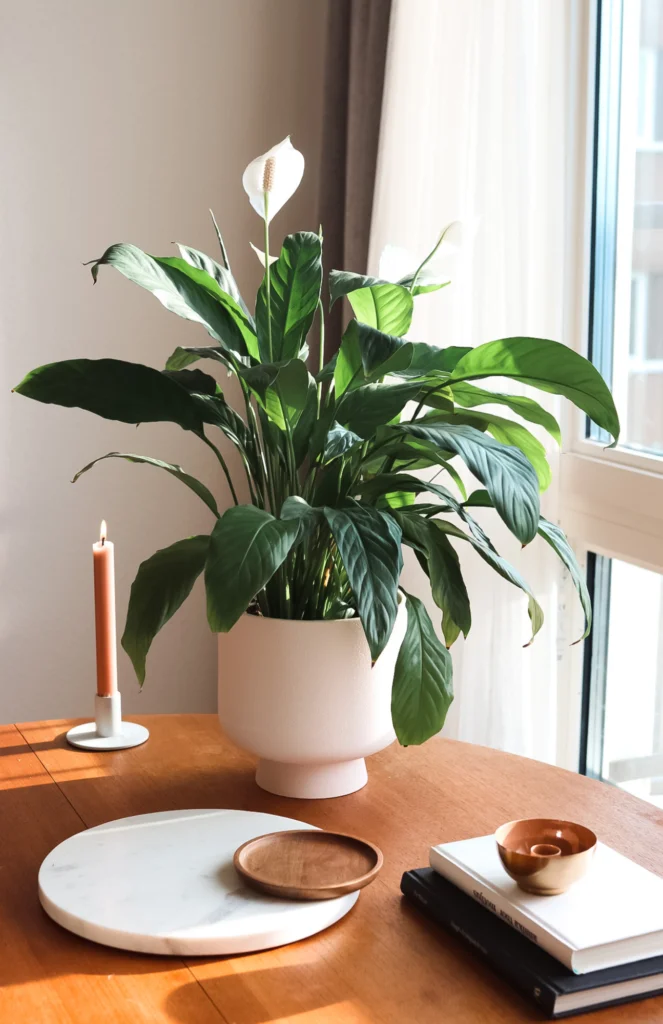 Well-Boxed-Blog-Post-Cover-15-663×1024